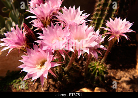 Echinopsis oxygona extérieur croissant sur les Cyclades Islad de Ios, Grèce Banque D'Images