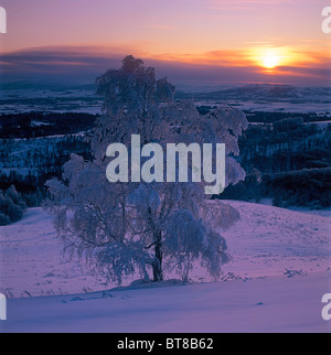 Un bouleau dans le givre, hiver coucher du soleil. Les montagnes de l'Altaï, en Sibérie, Russie Banque D'Images