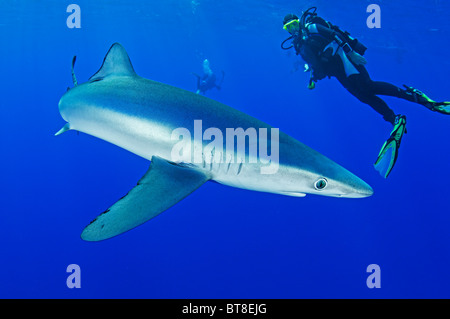 Le requin bleu et scuba diver, Prionace glauca, Açores, Portugal, Océan Atlantique Banque D'Images