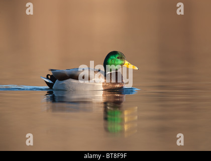 Le Canard colvert (Anas platyrhynchos) - hommes natation Banque D'Images