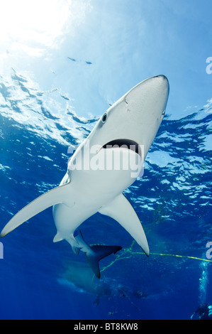 Le requin bleu, Prionace glauca, Açores, Portugal, Océan Atlantique Banque D'Images