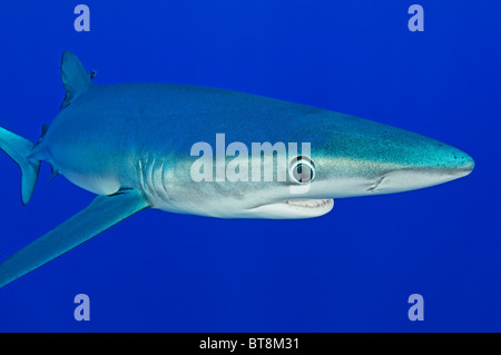 Le requin bleu, Prionace glauca, Açores, Portugal, Océan Atlantique Banque D'Images