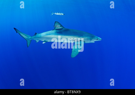 Pilotfisch et requin bleu, Prionace glauca, Naucrates ductor, Açores, Portugal, Océan Atlantique Banque D'Images