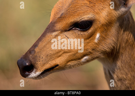 Bushbuck en close-up, Kruger National Park, Afrique du Sud Banque D'Images