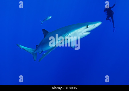 Le requin bleu et scuba diver, Prionace glauca, Naucrates ductor, Açores, Portugal, Océan Atlantique Banque D'Images