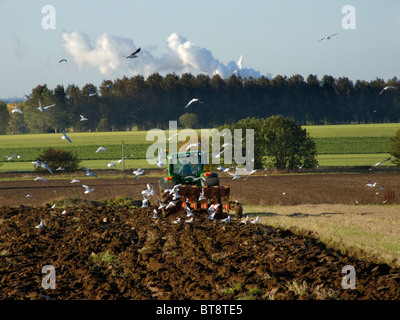 Tracteur John Deere 6930 labourant un champ sur une lumineuse et ensoleillée journée d'octobre suivie par vol de mouettes en quête de nourriture Banque D'Images