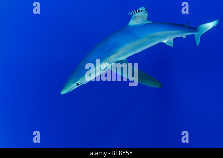 Pilotfisch et requin bleu, Prionace glauca, Naucrates ductor, Açores, Portugal, Océan Atlantique Banque D'Images