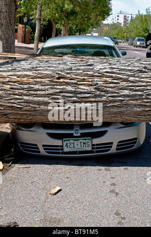 Grand arbre qui est tombé sur le capot de voiture pendant une forte tempête de vent Banque D'Images