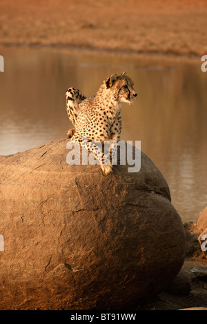 Cheetah cub repos et à la recherche de la partie supérieure d'un gros rocher boulder, Kruger Park. Banque D'Images