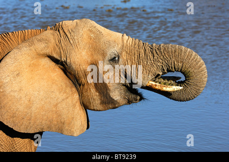 L'éléphant africain (Loxodonta africana) boire à un trou d'eau, Madikwe Game Reserve, Afrique du Sud Banque D'Images