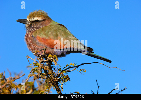 Rouleau de pourpre, le rouleau à couronne (Coracias naevia), Madikwe Game Reserve, Afrique du Sud Banque D'Images