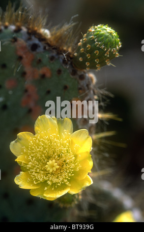 Le figuier de barbarie, Opuntia helleri Genovesa (Tower), Galapagos Banque D'Images