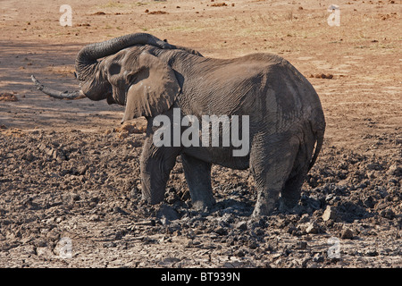 Bush africain éléphant dans un bain de boue, Kruger National Park, Afrique du Sud Banque D'Images