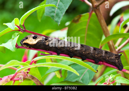 Elephant Hawk Moth ( Deilephila elpenor ) chenille qui se nourrit d'une plante fuchsia. Banque D'Images