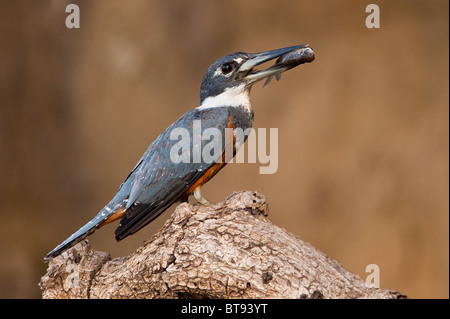 Ringed Kingfisher avec poissons Banque D'Images