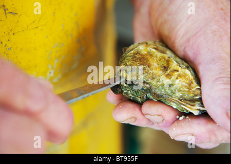 Oyster farmer holding natif de Colchester et prépare à ouvrir l'huître Banque D'Images