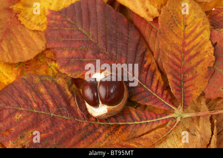 Double horse chestnuts Aesculus hippocastanum graines et les feuilles tombées en couleurs d'automne Banque D'Images