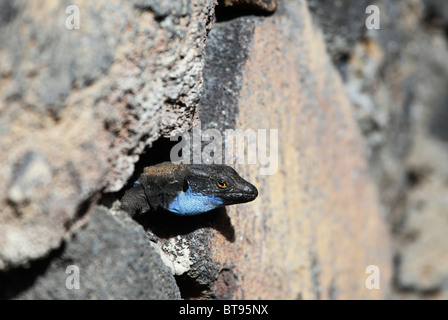 (Gallotia galloti Lizzard Tenerife Palma), homme, La Palma, Canary Islands, Spain, Europe Banque D'Images