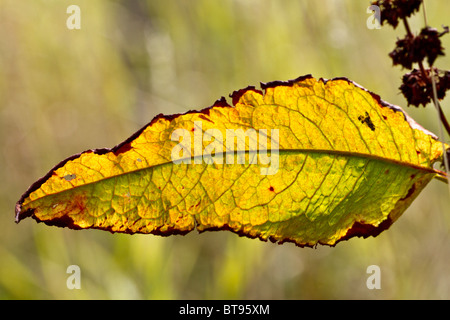 Soleil qui brille à travers les feuilles de la large-leaved (Rumex obtusifolius) Banque D'Images