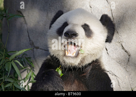 Panda géant s'appuie contre un rocher et bâille en mangeant une pousse du bambou. Le Zoo de Memphis, Tennessee, États-Unis Banque D'Images