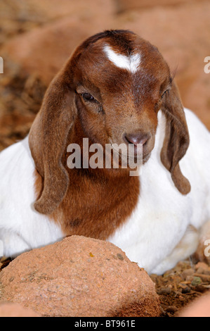 La chèvre Boer kid avec pendolous typique des oreilles, Richtersveld, Afrique du Sud Banque D'Images