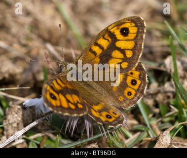 Mur mâle papillon (Lasiommata megera) reposant sur une plume, sur la craie downland. Banque D'Images