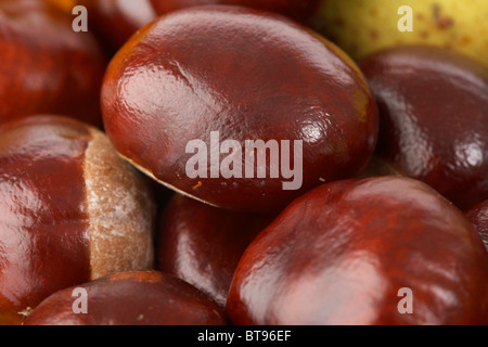 Horse chestnuts Aesculus hippocastanum graines et les feuilles tombées en couleurs d'automne Banque D'Images