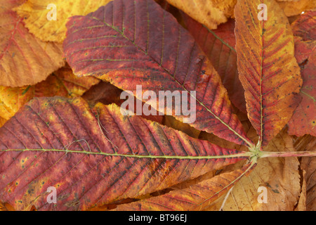 L'Aesculus hippocastanum châtaignes en automne les feuilles tombées des couleurs Banque D'Images