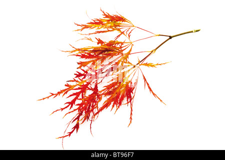 L'érable japonais (Acer palmatum Dissectum viridis) Banque D'Images