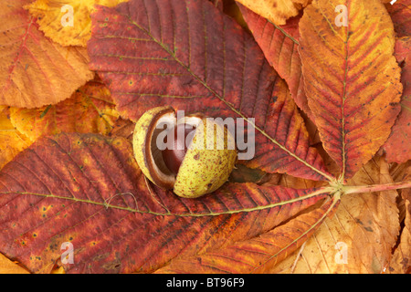 L'Aesculus hippocastanum ouvert châtaignes de graines et de feuilles tombées en couleurs d'automne Banque D'Images