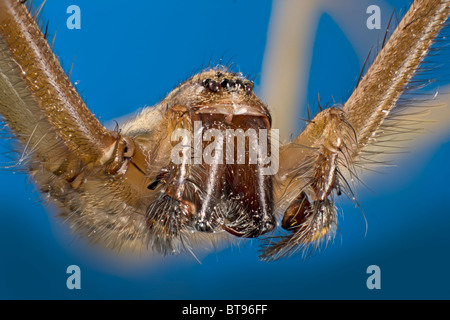 Détail de palpes et pièces buccales, yeux de Tegenaria domestica, araignée des maisons nationales Banque D'Images