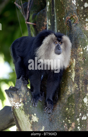 Lion-tailed macaque (Macaca silène), adulte, l'occurrence en Inde Banque D'Images