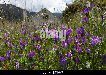 La vipère pourpre (Vipérine commune Echium plantagineum), La Palma, Canary Islands, Spain, Europe Banque D'Images