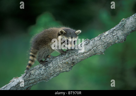 North American raton laveur (Procyon lotor), jeune animal Banque D'Images