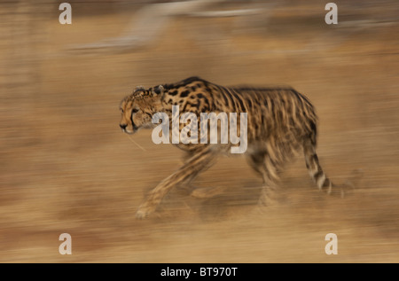 King Cheetah tournant au ralenti, Kruger Park, Afrique du Sud Banque D'Images