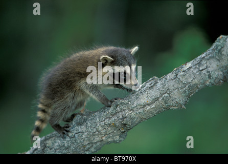 North American raton laveur (Procyon lotor), jeune animal Banque D'Images