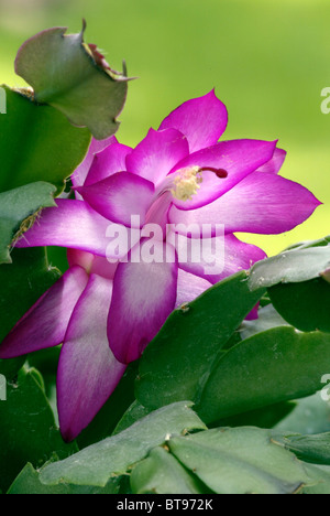 Maison de cactus (Zygocactus truncatus), la floraison Banque D'Images