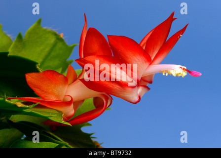 Maison de cactus (Zygocactus truncatus), la floraison Banque D'Images