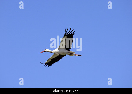 Cigogne Blanche (Ciconia ciconia), adulte, vol, Europe Banque D'Images