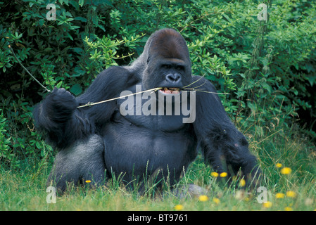 Gorille des plaines de l'Est (Gorilla beringei graueri) Banque D'Images