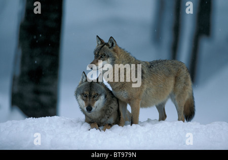 Loup de l'Est du Canada ou de l'Est Canadian Red Wolf (Canis lupus lycaon), couple dans la neige Banque D'Images