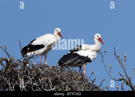 Cigogne Blanche (Ciconia ciconia), adulte, en couple sur son nid, Europe Banque D'Images