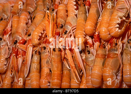 La langoustine en vente, la langoustine en vente, la langoustine, langoustine, marché aux poissons, fruits de mer, Pays Basque français, Bayonne, France, Europe Banque D'Images