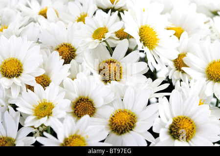 Chrysanthemum chrysanthème (blanc) Banque D'Images
