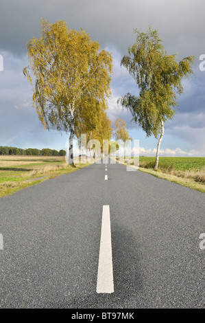 Route de campagne bordée d'arbres de bouleau avec Banque D'Images