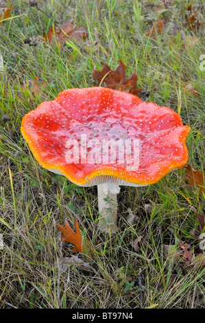 Fly Fly Agaric ou champignons (Amanita muscaria) Amanita muscaria var Banque D'Images