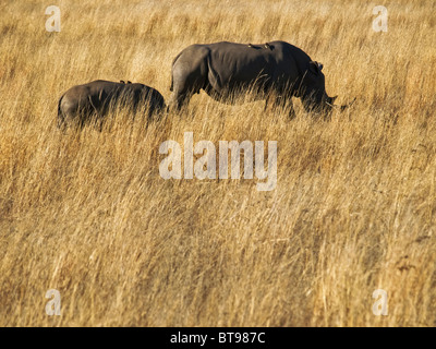 Le rhinocéros blanc chiot suit sa mère au cours de la sauvage paissant dans la savane africaine. Petits oiseaux nettoyer le dos. L'après-midi. Banque D'Images