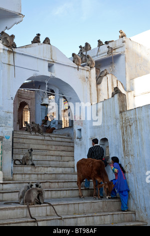 Singes entelle gris. Lac Pushkar ghats. Le Rajasthan. L'Inde Banque D'Images