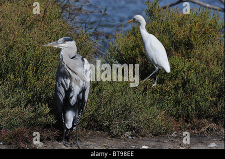 Héron gris (Ardea cinerea) & Cattle Egret - Bovins-egret (Bubulcus ibis - Ardea ibis - Egretta ibis) Banque D'Images