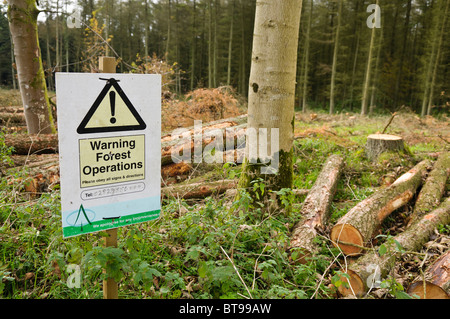 Le Service forestier est tombé des milliers de Japonais Mélèze après une épidémie de Phytophthora ramorum l'IRLANDE DU NORD, 17/10/2010 Banque D'Images